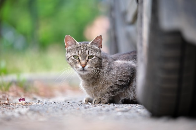 Grande gato vadio cinza descansando sob o carro estacionado na rua ao ar livre no verão