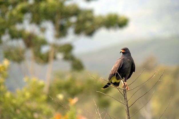 Grande gavião-preto, urubitinga urubitinga ou gavião preto, em português, empoleirado em galhos secos. estado de são paulo, brasil