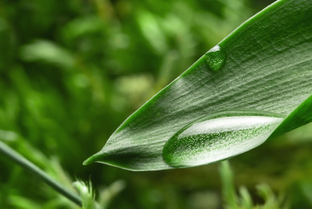 Grande gota da água de chuva na folha verde, sessão fotográfica macro.