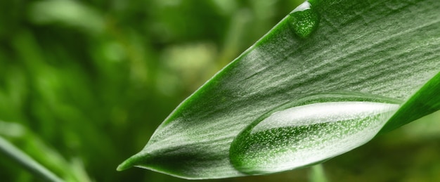 Grande gota de água da chuva em uma folha verde, sessão de fotos macro. Gota de chuva de orvalho na floresta de verão, natureza. Fundo panorâmico natural bonito