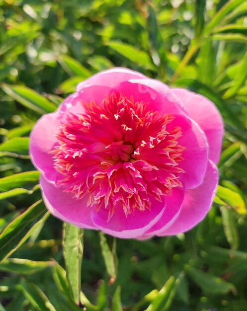 Grande grande flor de peônia com grandes pétalas de cor rosa carmesim vermelho com estames e folhas verdes