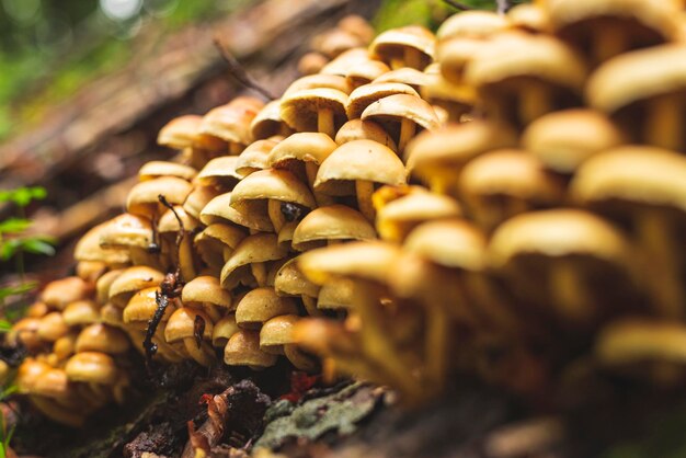 Foto grande grupo de cogumelos flammulina velutipes crescendo ao lado do tronco de árvore morta na floresta