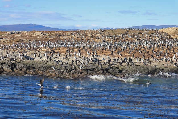 Grande grupo de corvos-marinhos na Ilha Rochosa do Canal de Beagle Ushuaia Argentina
