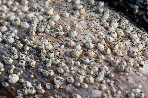 Grande grupo de pequenos moluscos na floresta, na praia do mar negro