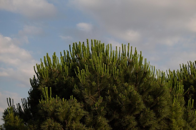 Grande guarda-chuva-pinheiro japonês verde sob o céu à luz do dia