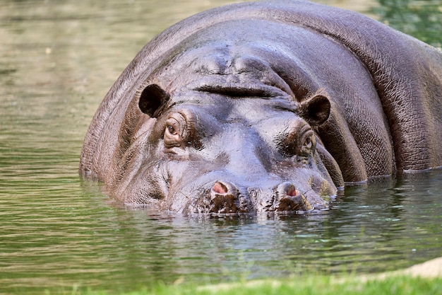 Grande hipopótamo na água em seu habitat natural no verão