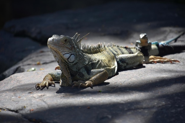 Grande iguana cinza com um pequeno lagarto pendurado na cauda