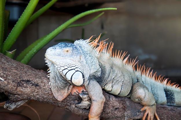 Grande iguana sentado em um galho