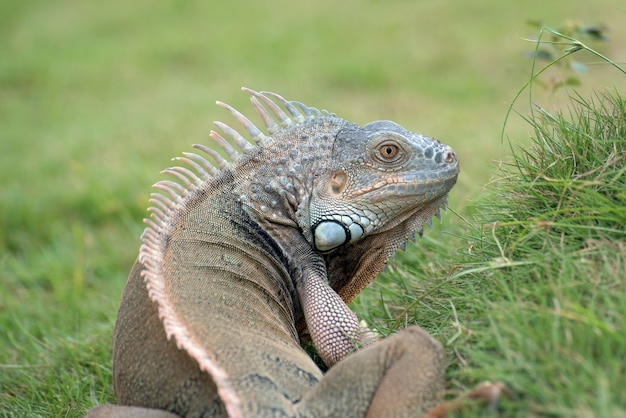 Grande iguana verde na grama