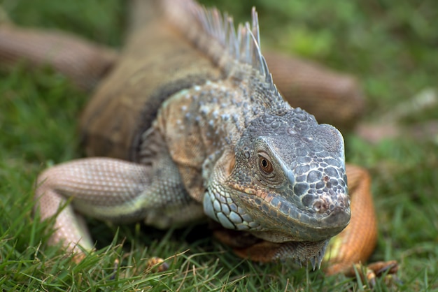 Grande iguana vermelha caminhando na grama