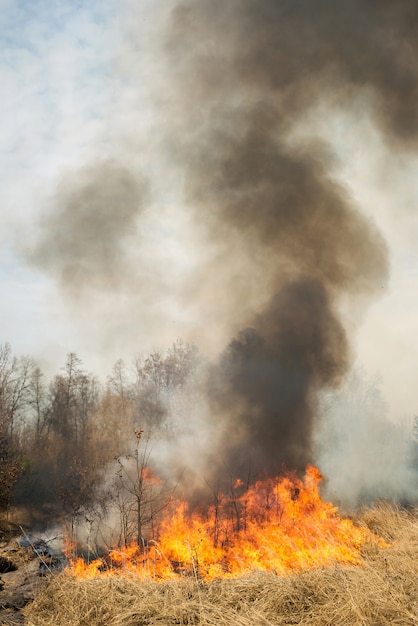 Grande incêndio em terras agrícolas perto da floresta