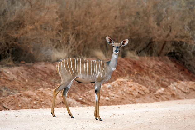 Grande kudu (tragelaphus strepsiceros). animal selvagem da áfrica
