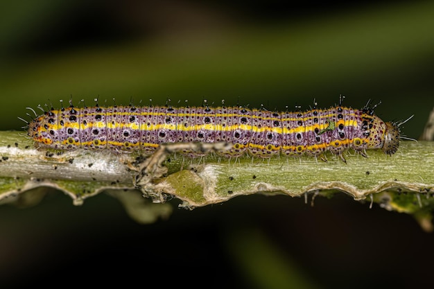 Foto grande lagarta da borboleta branca do sul