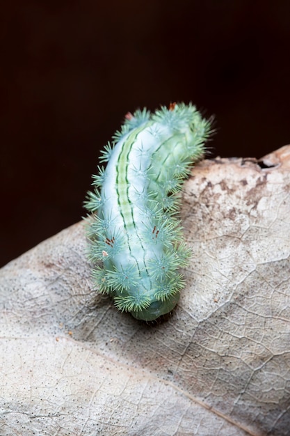 Grande lagarta verde