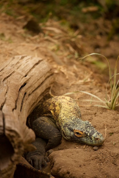 Grande lagarto de perto