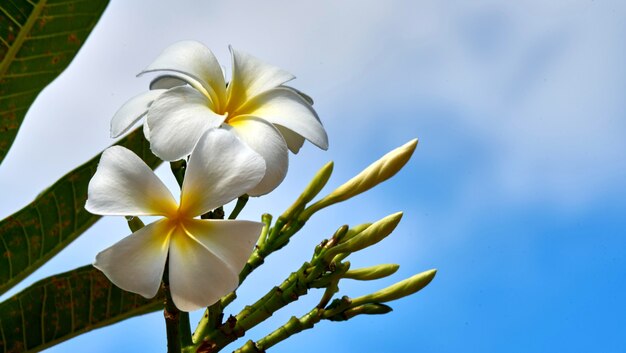 Grande linda flor branca em uma árvore. Tailândia.