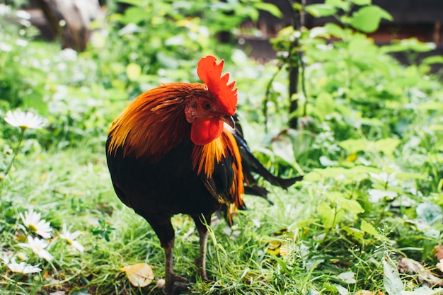 Grande lindo galo colorido com uma crista vermelha na cabeça em um fundo de grama verde.