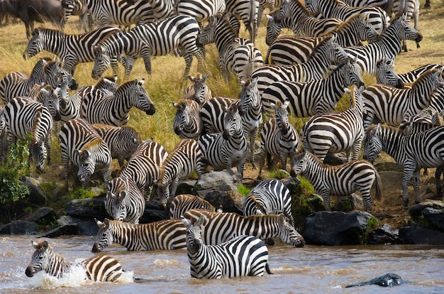 Grande manada de zebras está parada em frente ao rio. Quênia. Tanzânia. Parque Nacional. Serengeti. Maasai Mara.