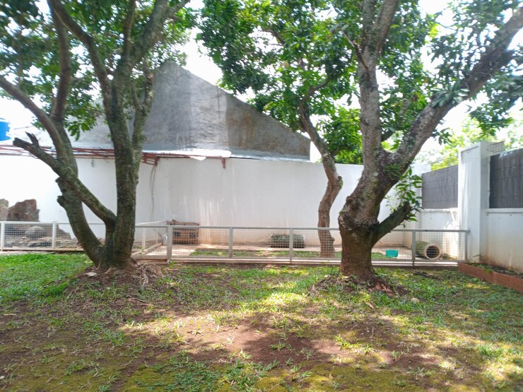 Foto grande mangueira com um tronco ramificado atrás da casa com alguma sombra no chão