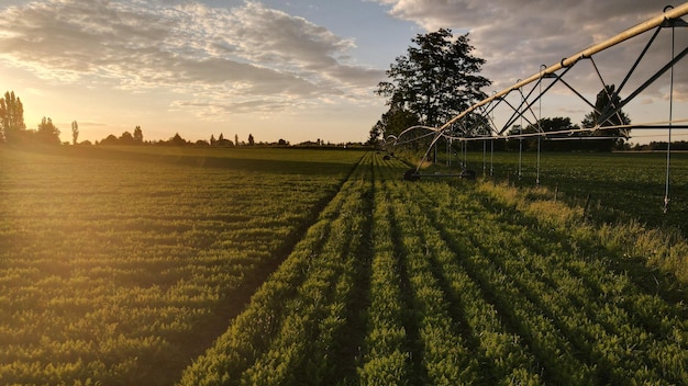 Foto grande máquina agrícola trabalhando em um campo verde em um pôr do sol nublado