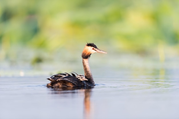 Grande mergulhão com crista no lago bebê nas costas da mamãe xA