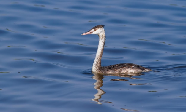 Grande mergulhão com crista Podiceps cristatus Jovem pássaro flutuando no rio