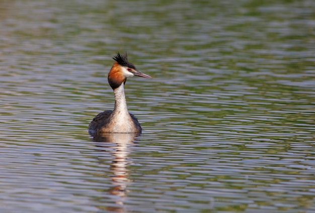 Grande mergulhão-de-crista Podiceps cristatus Um pássaro navega no rio à luz do sol da manhã