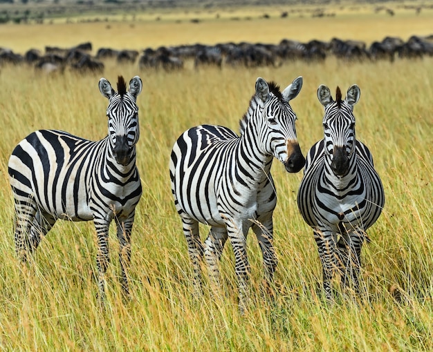 Grande Migração de Zebra em Masai Mara