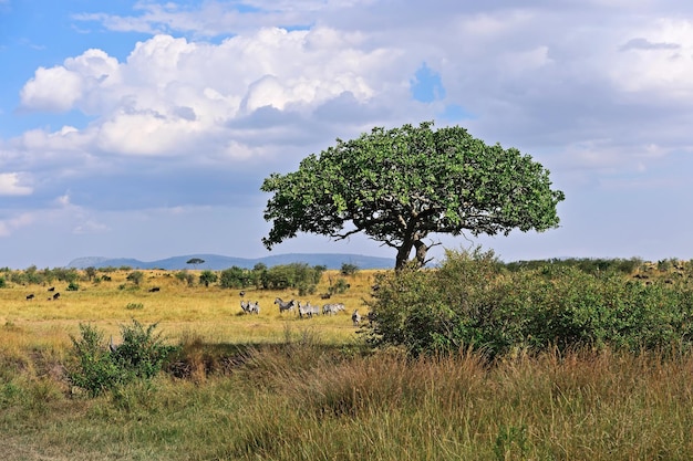 Grande migração de zebras no masai mara.