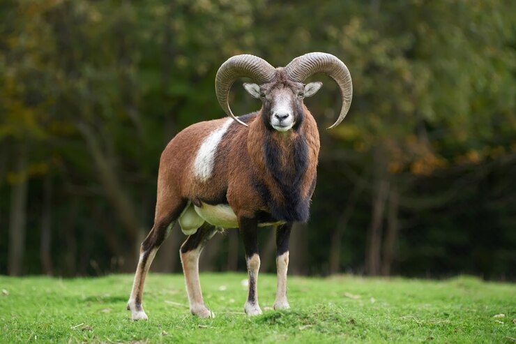 Foto grande mufflon europeu no habitat natural