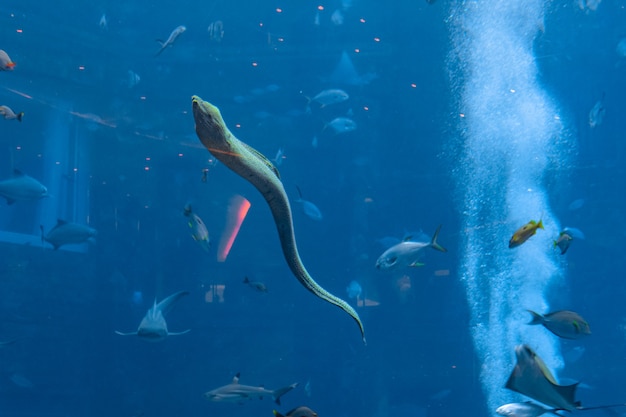 Grande muraena (moreia, muraenidae) em um enorme aquário no hotel atlantis, na ilha de hainan. sanya, china.