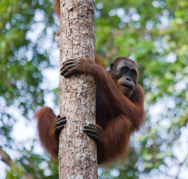 Grande orangotango macho em uma árvore em estado selvagem. Indonésia. A ilha de Kalimantan (Bornéu).