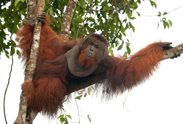 Grande orangotango macho em uma árvore em estado selvagem. Indonésia. A ilha de Kalimantan (Bornéu).