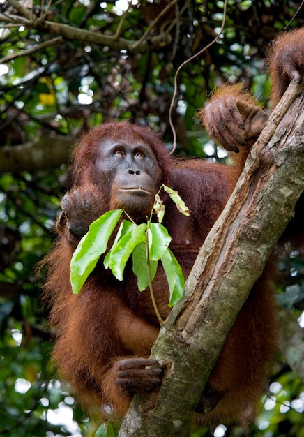 Grande orangotango macho em uma árvore em estado selvagem. Indonésia. A ilha de Kalimantan (Bornéu).