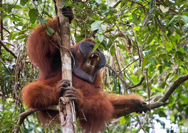 Grande orangotango macho em uma árvore em estado selvagem. Indonésia. A ilha de Kalimantan (Bornéu).