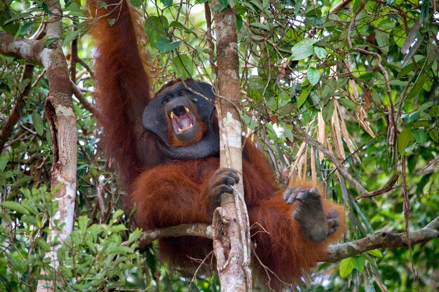 Grande orangotango macho em uma árvore em estado selvagem. Indonésia. A ilha de Kalimantan (Bornéu).