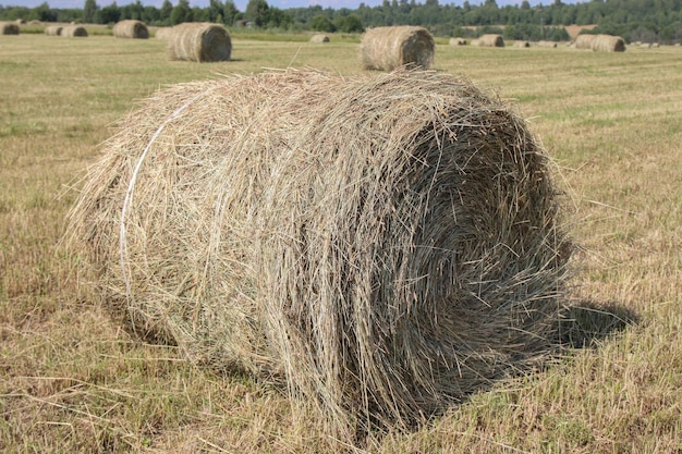 Grande palheiro no campo