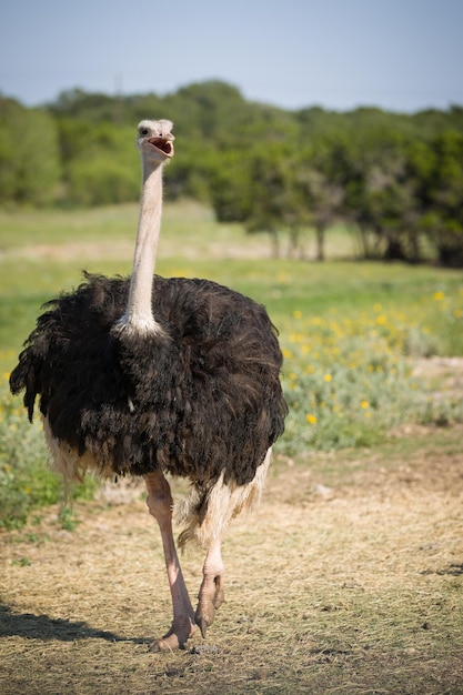 Grande pássaro alimentando grama verde na savana Avestruz no habitat natural da vida selvagem África Bird