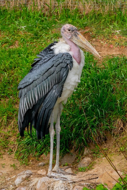 Grande pássaro marabu da cegonha africana Aves mundo da vida selvagem