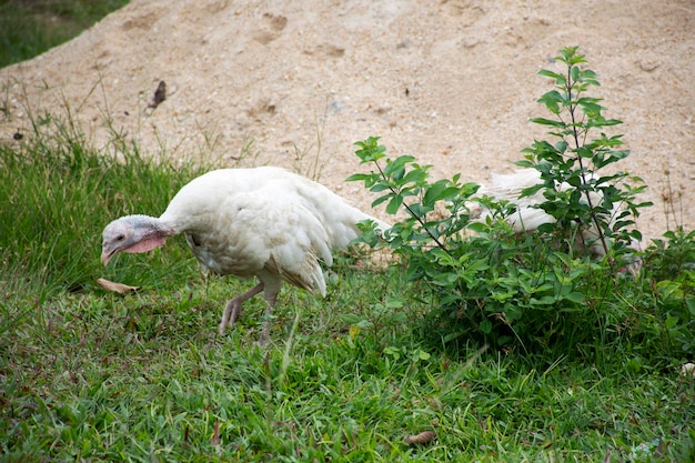 Grande pássaro peru branco andando encontrando comida em pastagens ao ar livre em Narathiwas Tailândia