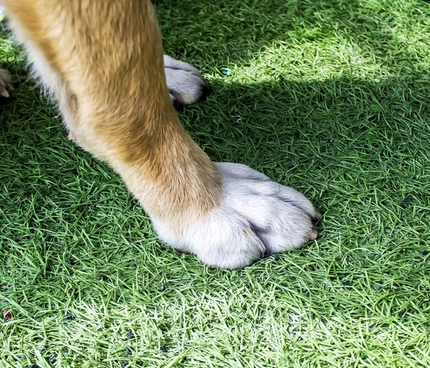 Grande pata de um cão grande.