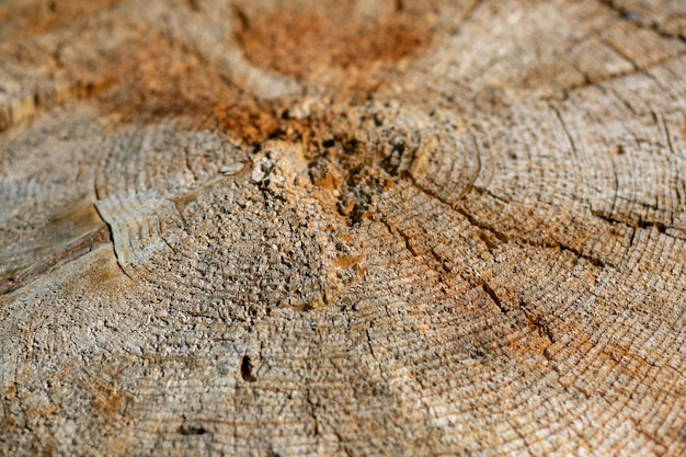 Grande pedaço circular de seção transversal de madeira com padrão de textura de anel de árvore e rachaduras.