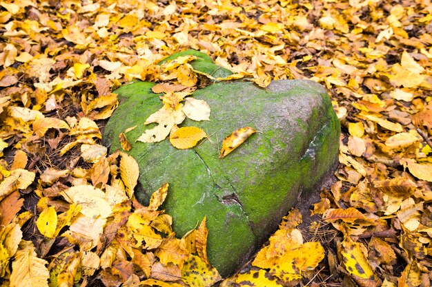 Grande pedra cinza coberta com folhagem caída