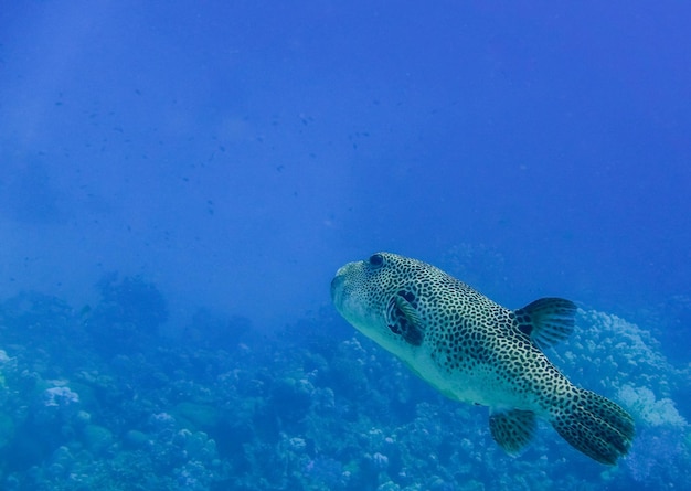 grande peixe-bolha estrela nadando em águas azuis profundas do Egito