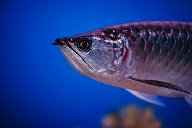 Grande peixe rosa brilhante closeup. Scleropages Jardini.