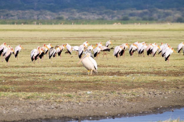 Grande pelicano branco com bando de cegonha amarela do Lago Manyara Tanzânia