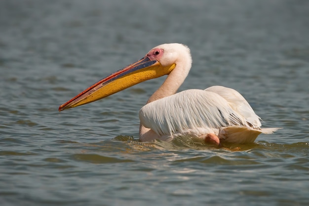 Grande pelicano branco flutuando na água e olhando para trás por cima do ombro
