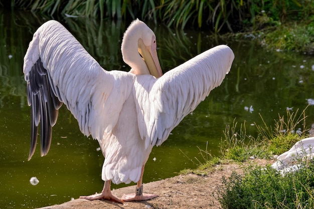 Grande Pelicano Branco Pelecanus onocrotalus espalhando suas asas por um lago