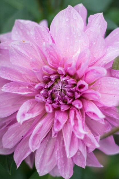 Grande peônia rosa em um fundo de folhas verdes