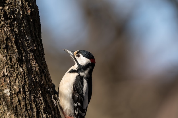 Grande pica-pau-malhado, dendrocopos major, pássaro masculino sentado em um tronco de árvore na primavera